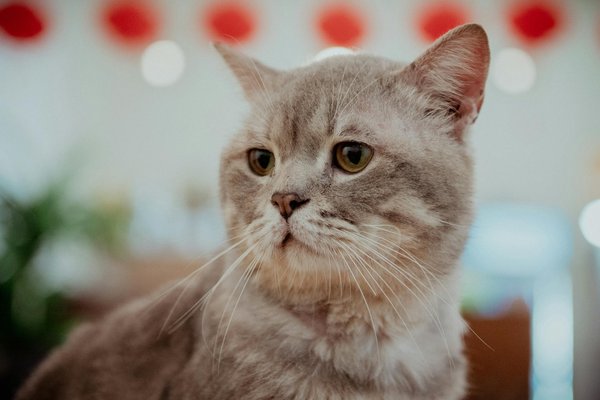 How are Environmental Policies Shaping the UK's Automotive Future?